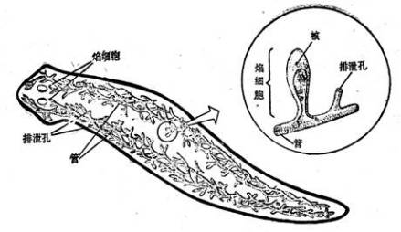 涡虫排泄器官