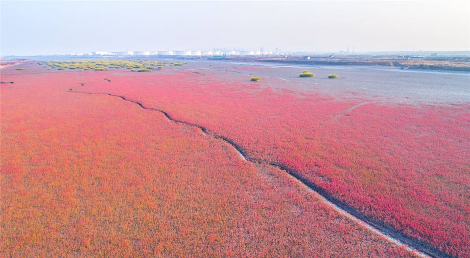 胶州湾洋河口