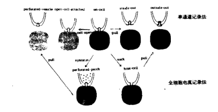 图1 膜片钳法的各种模式