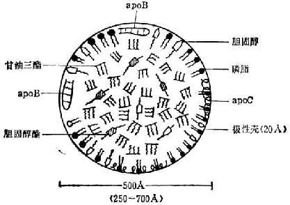 极低密度脂蛋白