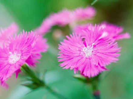 中国粉‘China Pink’