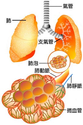 肺泡