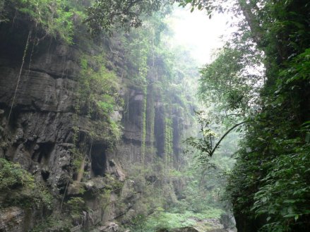 原始森林