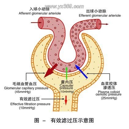 肾小球