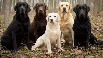 拉布拉多猎犬