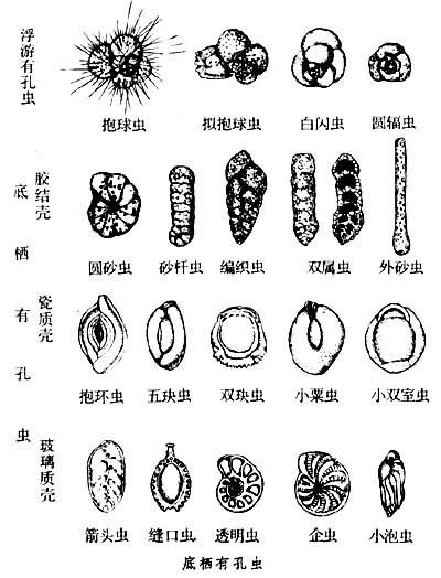 生殖与生活史有孔虫的生殖方式