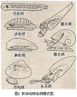 软体动物各纲模式图