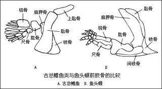 总鳍鱼