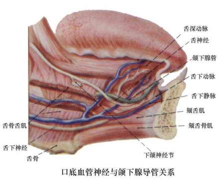 口底血管神经与颌下腺导管关系 