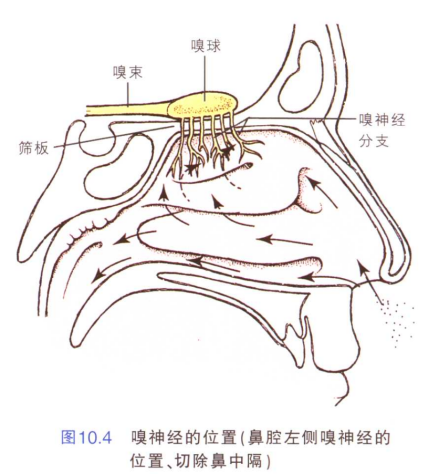 嗅神经的位置 