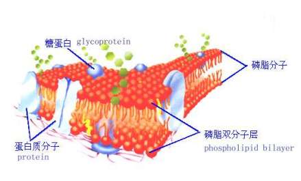 磷脂图解 