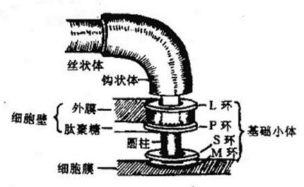 大肠杆菌鞭毛根部结构模式图