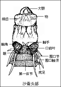 沙蚕