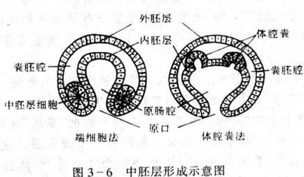 端细胞法（裂体腔法）