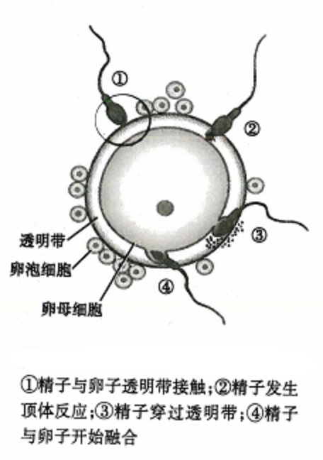 卵细胞与精子相互作用示意图 来源于《生理学》人卫第九版教材 