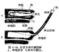 纽虫的吻部