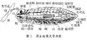 涡虫纲