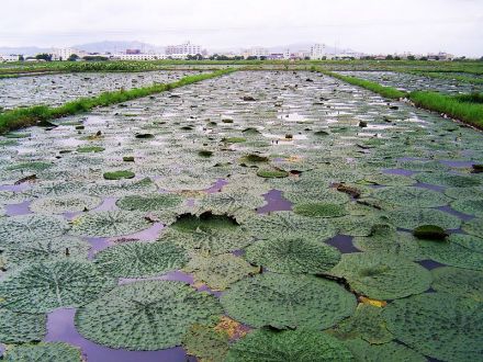 芡实