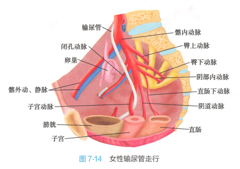 女性输尿管走行