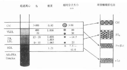 超速离心法与电泳法分离血浆脂蛋白