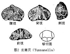 小嘴贝目