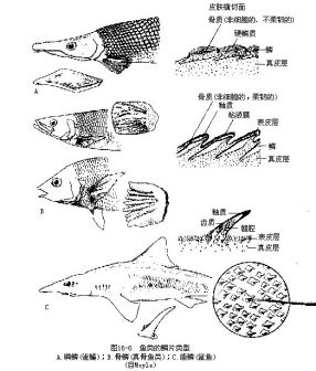 脊椎动物硬骨鱼类