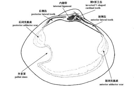 图2蛤蜊科左壳内部模式图