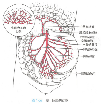 空、回肠的动脉
