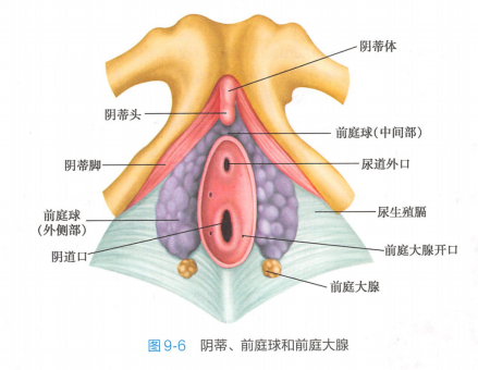 阴蒂、前庭球和前庭大腺