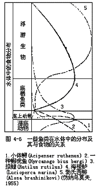 一些鱼类在水体中的分布及其与食物的关系