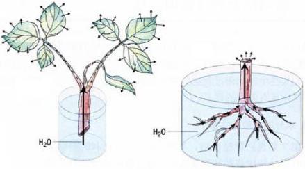 植物吸水