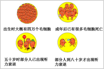 毛细胞的寿命