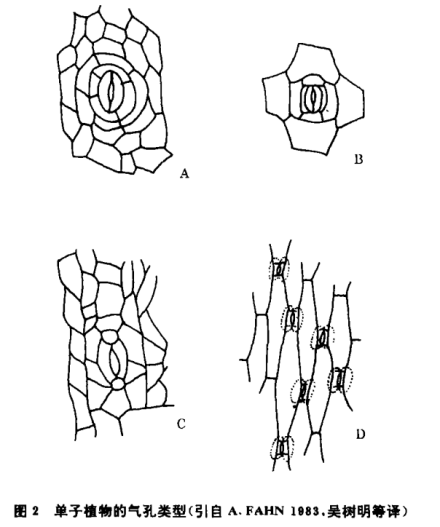 单子叶植物的气孔类型