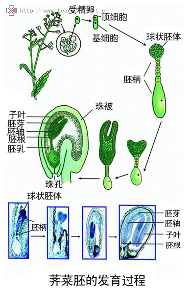 图1 个体发育