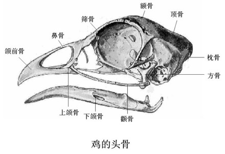 乌喙骨