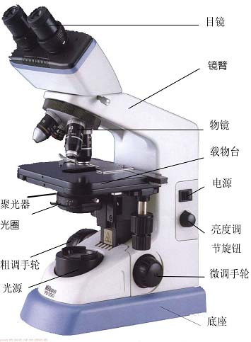 显微镜结构图