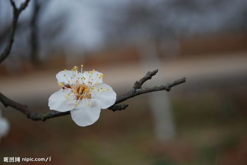 梅花喜欢漫天雪