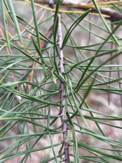 松属植物