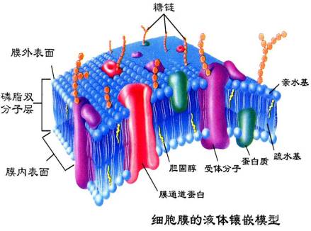 细胞中糖蛋白的形成