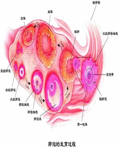 直接发育