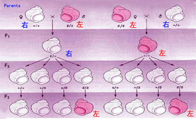 椎实螺