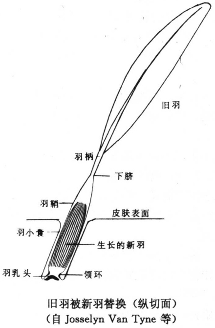 羽毛的新旧交替