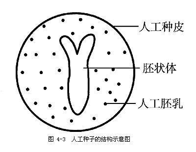 人工种子的结构示意图