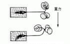 植物向地性原理示意