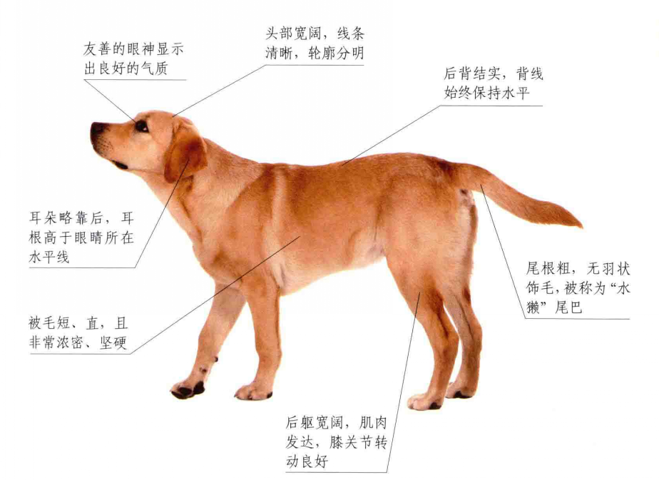 拉布拉多猎犬-形态特征