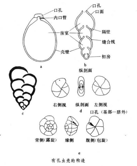 有孔虫壳的构造从简单到复杂