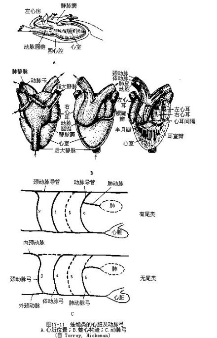 静脉窦