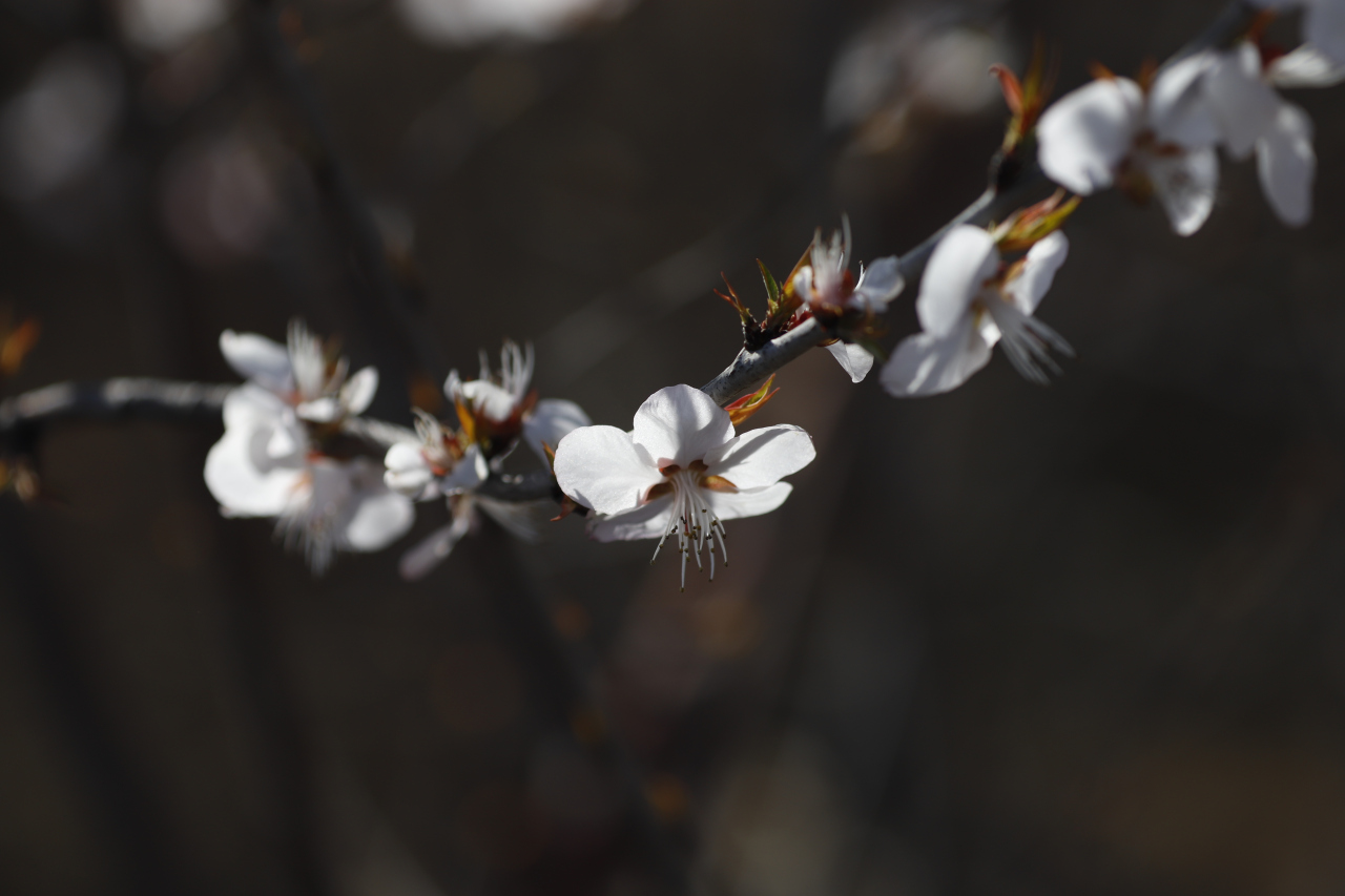 山桃花