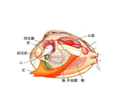 齿蚌的晶杆体