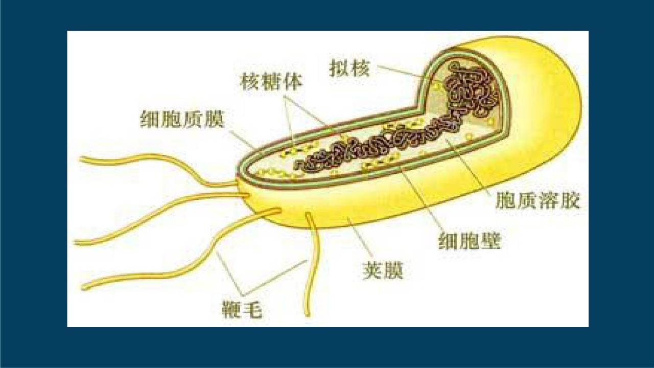 拟核